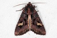 Trigonophora flammea