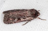 Xestia agathina