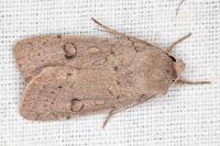 Xestia castanea