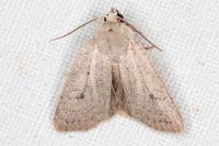 Xestia castanea