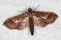 Hydriris ornatalis