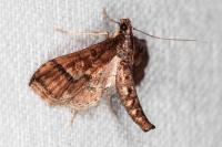 Hydriris ornatalis