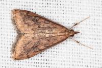 Udea ferrugalis