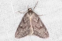 Pachycnemia hippocastanaria hippocastanaria