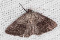 Pachycnemia tibiaria tibiaria