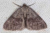 Pachycnemia tibiaria tibiaria