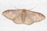 Idaea degeneraria