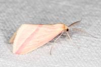 Rhodometra sacraria