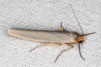 Eilema caniola