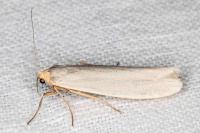 Eilema caniola