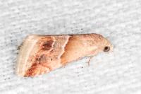 Eublemma parva