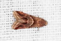 Eublemma parva