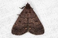 Nodaria nodosalis