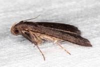 Nodaria nodosalis