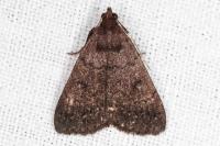Nodaria nodosalis