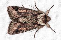 Allophyes oxyacanthae