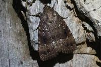 Amphipyra pyramidea