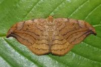 Drepana curvatula