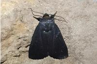 Amphipyra livida