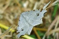 Macaria alternata