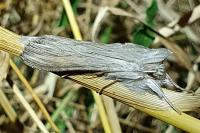 Cucullia umbratica