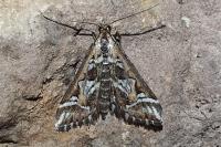 Diasemia reticularis