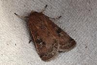 Xestia xanthographa