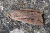 Mythimna unipuncta