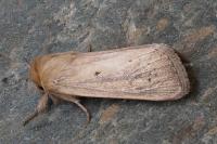 Sesamia nonagrioides