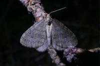 Operophtera brumata