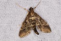 Duponchelia fovealis