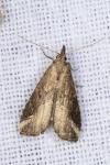 Schrankia costaestrigalis