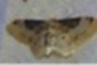 Idaea filicata