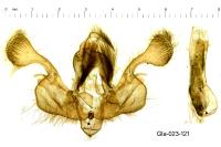 Mythimna albipuncta