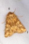 Conisania luteago olbiena