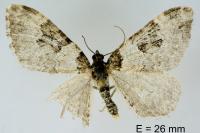 Xanthorhoe fluctuata