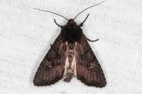 Aporophyla nigra