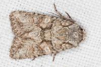 Dryobotodes eremita