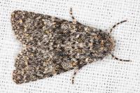 Polymixis xanthomista