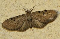 Eupithecia expallidata