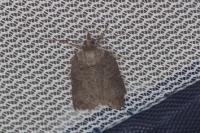 Nycteola columbana
