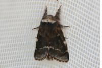 Poecilocampa populi populi