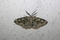 Cleorodes lichenaria