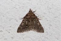 Aglossa pinguinalis