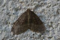 Operophtera brumata
