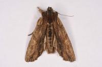 Lithophane semibrunnea