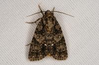 Acronicta rumicis