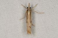 Agriphila geniculea
