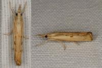 Agriphila geniculea