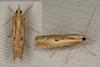Agriphila geniculea